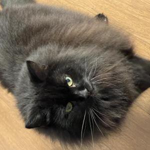 Lost Cat Boston