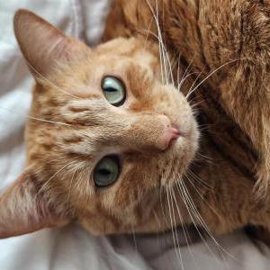 Lost Cat Tobes