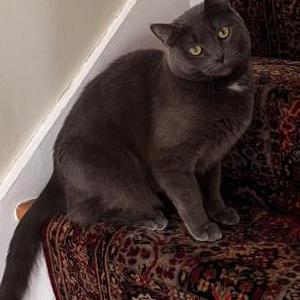Lost Cat Willow