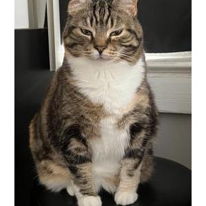 Lost Cat luna