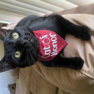 Lost Cat Midnight