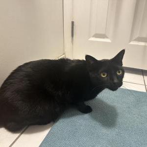 2nd Image of Midnight, Lost Cat
