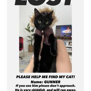 Image of Gunner, Lost Cat