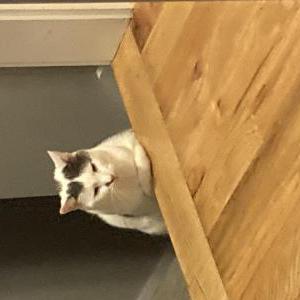 Lost Cat Trouble