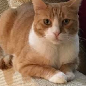 Image of George, Lost Cat