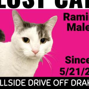 Lost Cat Ramin