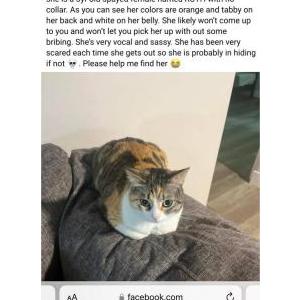 Lost Cat Ruth