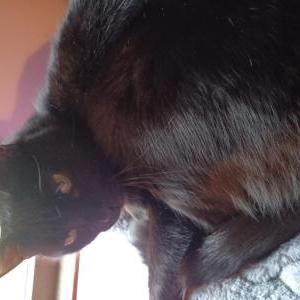 Lost Cat Twix