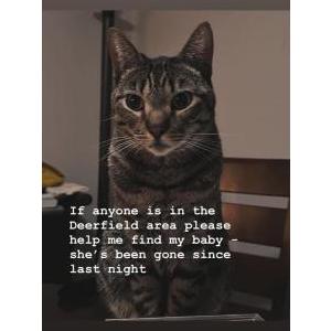 Lost Cat Roux