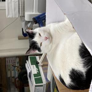 Lost Cat Spot