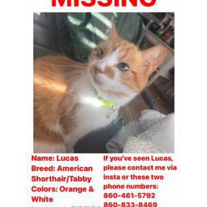 Lost Cat Lucas