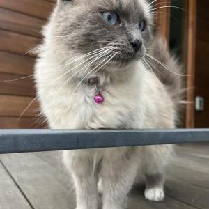 Image of Holly, Lost Cat