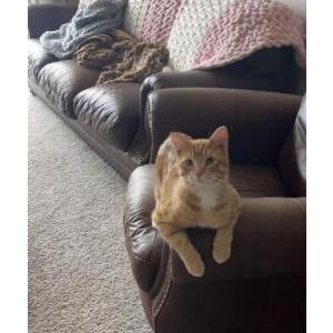 Lost Cat Tobey