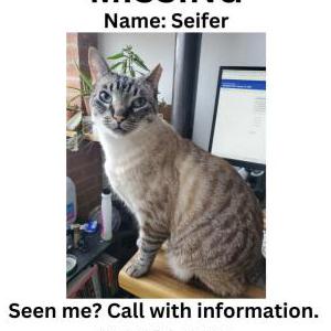 Image of SEIFER, Lost Cat