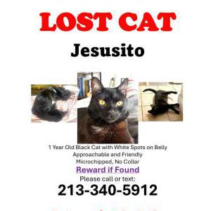 Lost Cat Jesusito