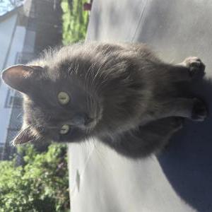 Lost Cat Artemis