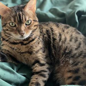 Lost Cat Bailey