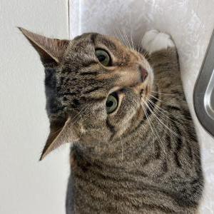 Lost Cat Pickles