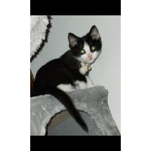 Lost Cat Revna