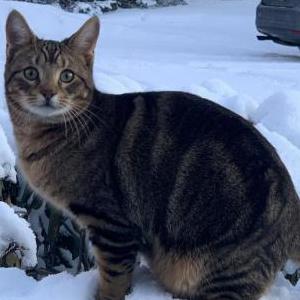 Lost Cat Fiki