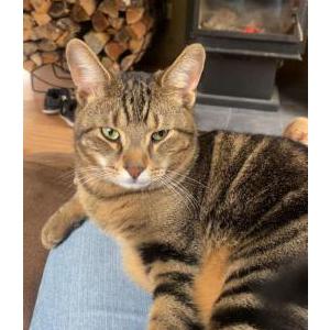 2nd Image of Fiki, Lost Cat