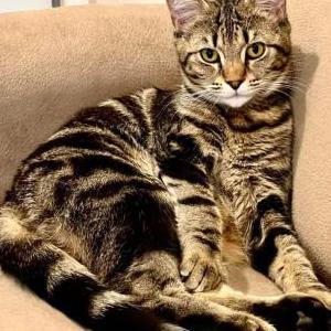 Lost Cat Luna
