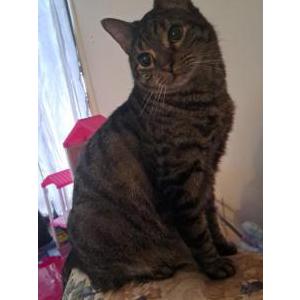 Lost Cat Sasquatch