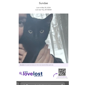 Lost Cat Sundae