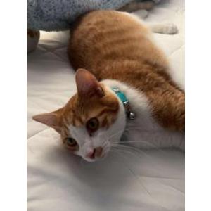Lost Cat Vincent