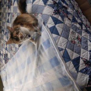 Lost Cat Patches