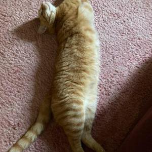 Lost Cat Yamcha