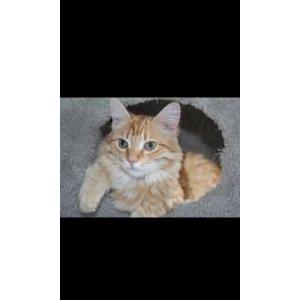 Lost Cat Redford