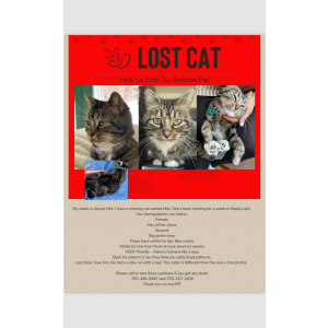 Lost Cat Milo