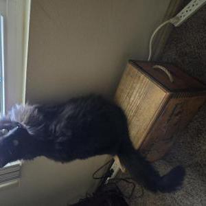 Lost Cat Smokeylee