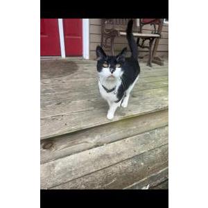 Lost Cat Finley
