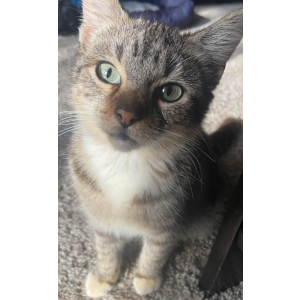Lost Cat Stevie