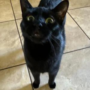 Lost Cat Steve