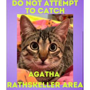 Lost Cat Agatha