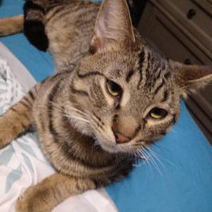 Lost Cat LUCIFER