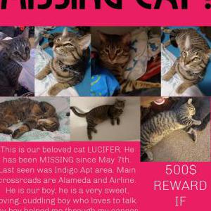 2nd Image of LUCIFER, Lost Cat