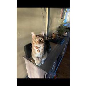 Lost Cat Ditch