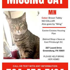 Lost Cat Min