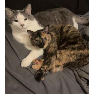 Lost Cat Marlin