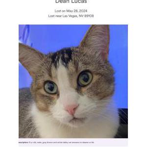 Lost Cat Dean