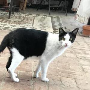 Lost Cat Atticus