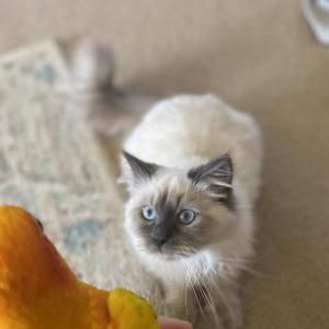 Lost Cat Senshi