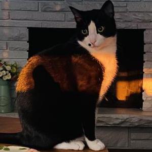 Lost Cat Marlyn