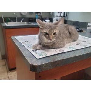 Lost Cat Clutch