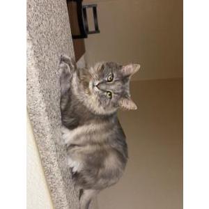 Lost Cat Bustopher catawaba