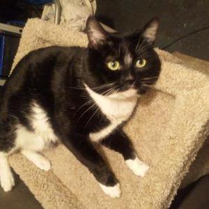 Lost Cat Felix